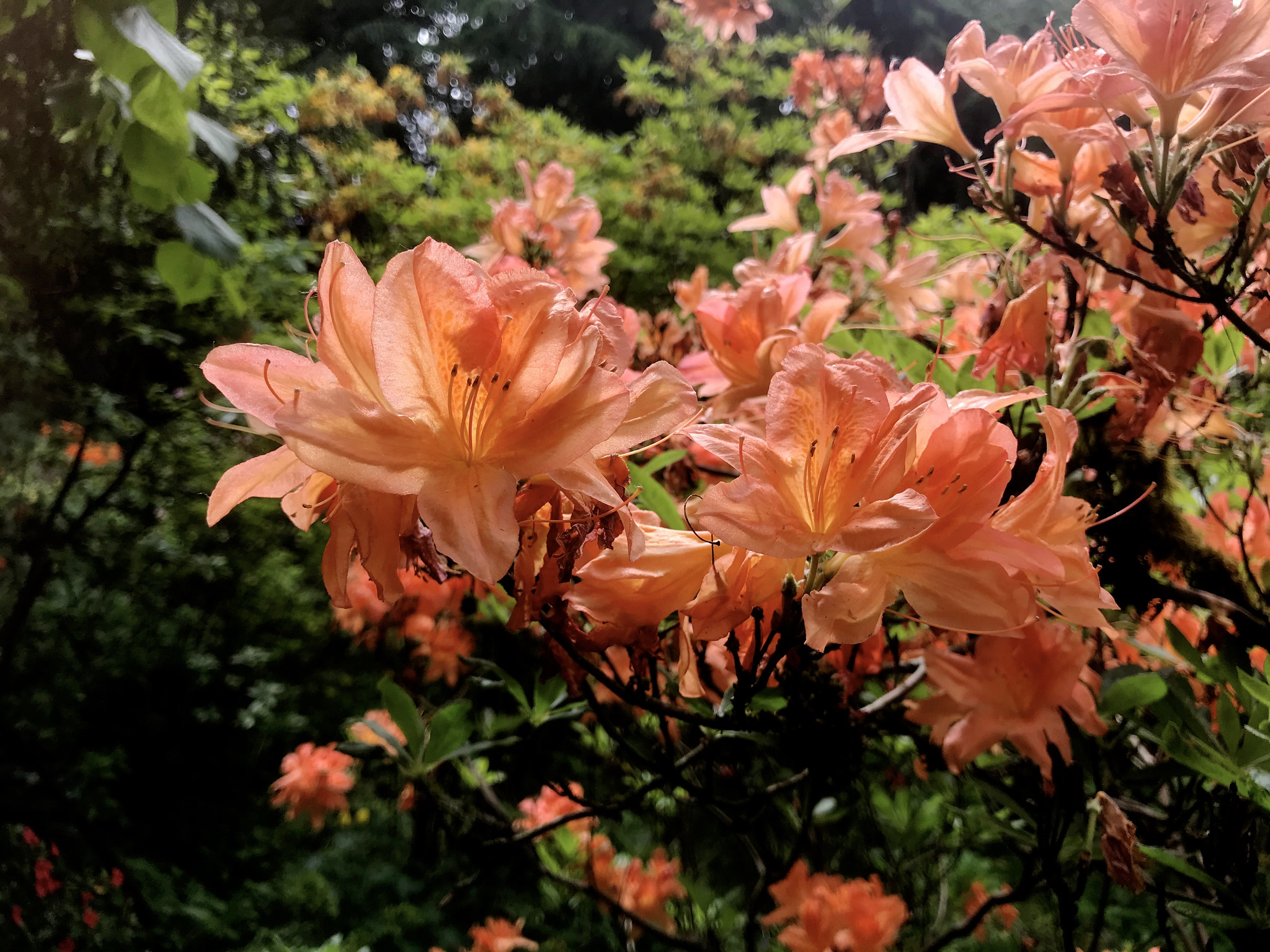 Fletcher Moss Botanical Garden